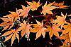 Acer palmatum fall color