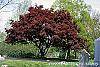 Acer palmatum forma atropurpureum habit