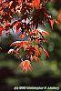 Acer palmatum forma atropurpureum leaves