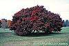 Acer palmatum forma atropurpureum fall color
