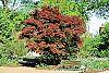 Acer palmatum 'Bloodgood' habit