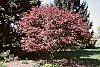 Acer palmatum 'Bloodgood' habit