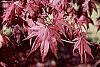 Acer palmatum 'Bloodgood' leaves