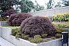 Acer palmatum var. dissectum 'Dissectum Atropurpureum' habit