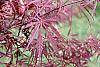 Acer palmatum var. dissectum 'Dissectum Atropurpureum' leaves