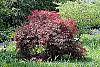 Acer palmatum var. dissectum 'Garnet' habit