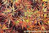 Acer palmatum var. dissectum fall color