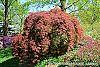 Acer palmatum var. dissectum 'Red Select' habit