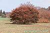 Acer palmatum 'Scolopendrifolium' habit