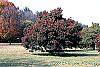 Acer palmatum 'Scolopendrifolium' habit