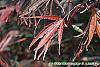 Acer palmatum 'Scolopendrifolium' fall color