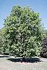 Acer platanoides 'Emerald Queen' habit