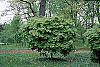 Acer platanoides 'Globosum' habit