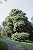 Acer pseudosieboldianum habit