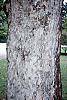 Acer pseudosieboldianum bark