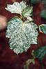 Acer rufinerve 'Hatsuyuki' leaves