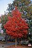 Acer rubrum fall color