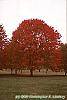 Acer rubrum 'Red Sunset' habit
