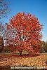 Acer rubrum 'Red Sunset' habit