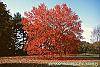 Acer rubrum 'Red Sunset' habit