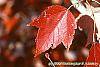 Acer rubrum 'Red Sunset' fall color