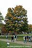 Acer saccharum habit