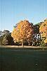 Acer saccharum fall color