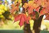 Acer saccharum fall color