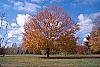 Acer saccharum fall color
