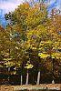 Acer saccharum fall color