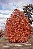 Acer saccharum fall color