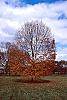 Acer saccharum 'Legacy' fall color