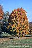 Acer saccharum 'Natchez' habit