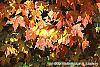 Acer saccharum 'Natchez' fall color
