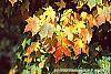 Acer saccharum 'Natchez' fall color