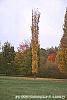 Acer saccharum 'Newton Sentry' fall color