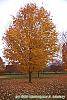Acer saccharum 'Seneca Chief' fall color