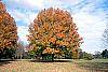 Acer saccharum 'Sweet Shadow' fall color