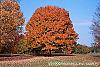 Acer saccharum 'Sweet Shadow' fall color