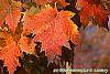 Acer saccharum 'Sweet Shadow' fall color