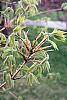 Acer triflorum leaves