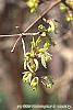 Acer triflorum flowers
