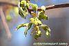 Acer triflorum flowers