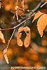 Acer triflorum fruit