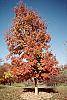 Acer triflorum fall color