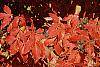 Acer triflorum fall color