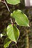 Actinidia arguta leaves