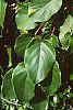Actinidia arguta leaves