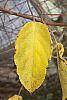 Actinidia arguta fall color