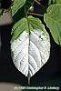 Actinidia kolomikta leaves